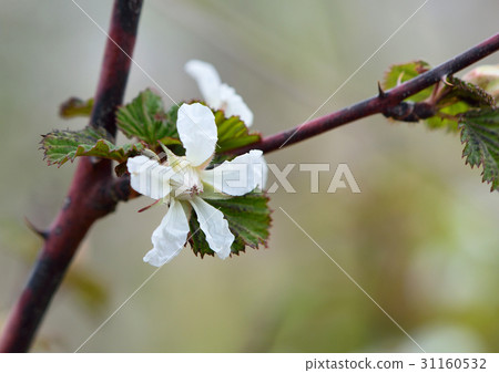 Niga澱粉的白花 31160532