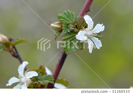 White flowers of Niga-starch 31160533