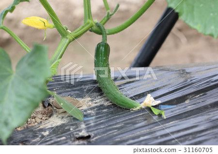 Fruit of cucumber Fruit of cucumber 31160705