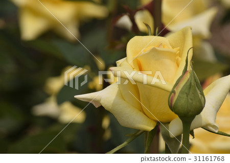 Gwanghwa (variety of roses) Gwanghwa (variety of roses) 31161768