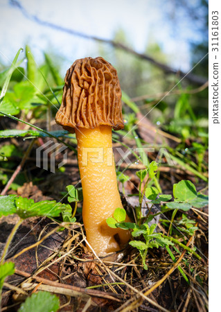 Black morel edible forest mushroom Black morel edible forest mushroom 31161803