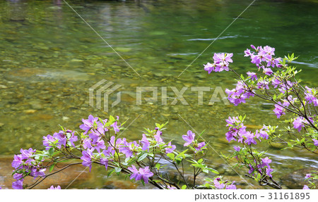 Ridgeberry, Cinnabar, Jiri Mountain, Namwon City, Jeonbuk Province 31161895
