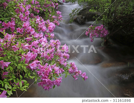 Ridgeberry, Cinnabar, Jiri Mountain, Namwon City, Jeonbuk Province Ridgeberry, Cinnabar, Jiri Mountain, Namwon City, Jeonbuk Province 31161898