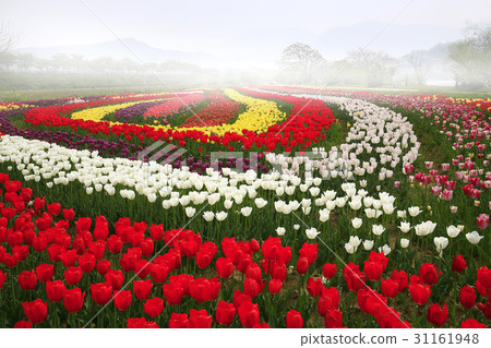 Tulip, Hadong Songling Park, Hadong-gun, Gyeongnam Tulip, Hadong Songling Park, Hadong-gun, Gyeongnam 31161948