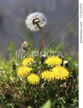 dandelion dandelion 31161950