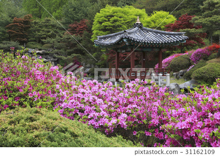 杜鵑花,國立大田,南浦,Yuseong-gu,Daejeon 杜鵑花,國立大田,南浦,Yuseong-gu,Daejeon 31162109