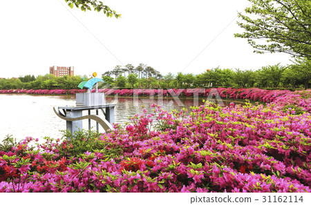 Azalea, Suyam Park, Gwangsan-gu, Gwangju Azalea, Suyam Park, Gwangsan-gu, Gwangju 31162114