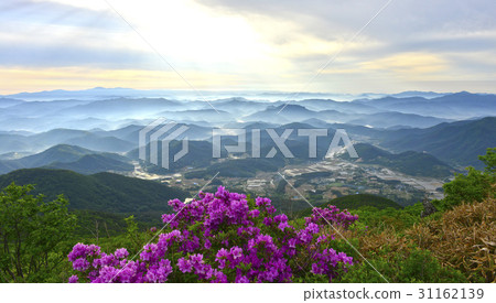杜鵑花,Mudeungsan,光州 杜鵑花,Mudeungsan,光州 31162139
