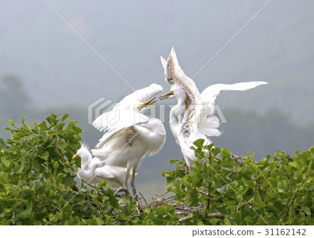 白鷺,Imsil槍,全北 白鷺,Imsil槍,全北 31162142