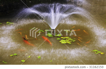 鯉魚,池塘,全南 鯉魚,池塘,全南 31162150