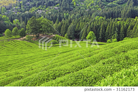 全南市寶城郡大邱綠茶場 全南市寶城郡大邱綠茶場 31162173