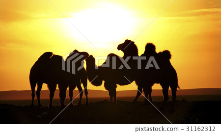 Camel, bar Jinglin Desert, Inner Mongolia, China Camel, bar Jinglin Desert, Inner Mongolia, China 31162312