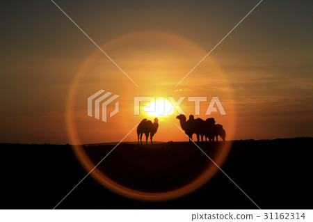 Camel, bar Jinglin Desert, Inner Mongolia, China 31162314