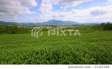 綠茶領域,Wolchulsan,靈巖郡,全南 綠茶領域,Wolchulsan,靈巖郡,全南 31162369