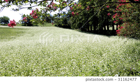 Barley field, buckwheat field, academy farm, Gochang-gun, Jeonbuk Barley field, buckwheat field, academy farm, Gochang-gun, Jeonbuk 31162477