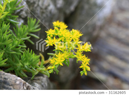 景天 景天 31162605