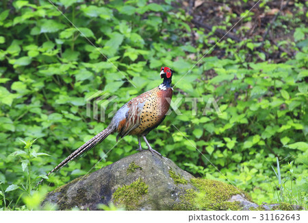 pheasant pheasant 31162643