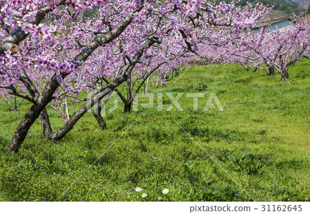 Dohwa,Suncheon,Jeonnam Dohwa,Suncheon,Jeonnam 31162645