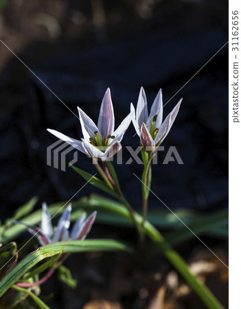 Sanzago Sanzago 31162656