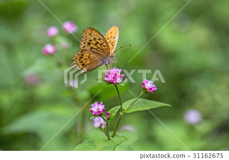 蝴蝶，玳瑁 31162675