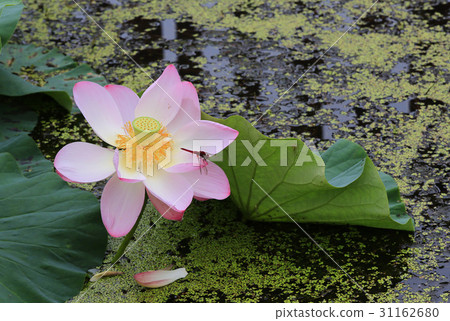 蜻蜓，蓮花 31162680
