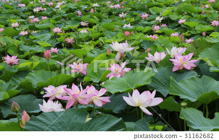 Lotus Lotus 31162682