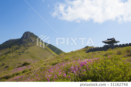 Azalea, Hwangmaesan castle, Hwangmae Mountain, Hapcheon-gun, Gyeongnam Azalea, Hwangmaesan castle, Hwangmae Mountain, Hapcheon-gun, Gyeongnam 31162748