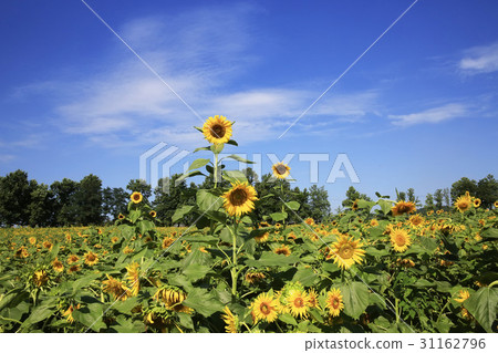 向日葵,Gakwon農場,高敞郡,全北 向日葵,Gakwon農場,高敞郡,全北 31162796