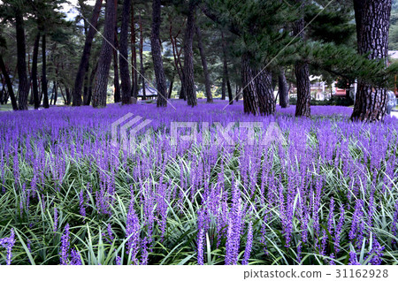 McMundong, Pine, Changzhou, Gyeongbuk 31162928