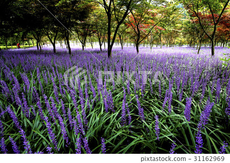 全羅南道和順郡的McMundong 31162969