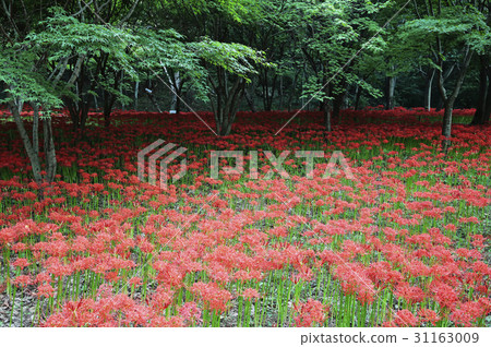 花碗,全南 花碗,全南 31163009