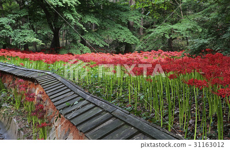 花碗,全南 花碗,全南 31163012