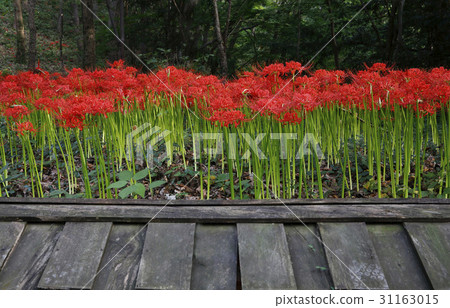 花碗,全南 花碗,全南 31163015