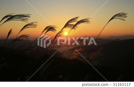 That's it, Yeongam-gun, Jeonnam 31163117