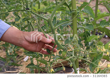 將番茄放在一邊 31164365