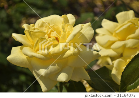 Landra (varieties of roses) Landra (varieties of roses) 31164372