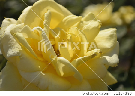 Landra (varieties of roses) Landra (varieties of roses) 31164386