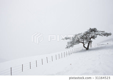 Sheep Ranch, Daegwallyeong, Pyeongchang-gun, Gangwon-do 31164523