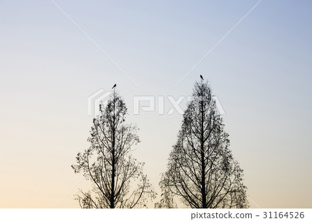 Magpie Magpie 31164526