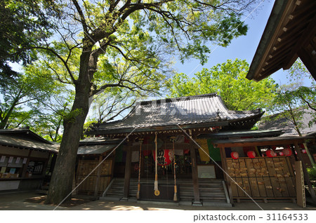 The eccentric strength immovable wrapping in fresh green 31164533