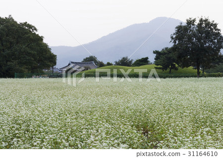 Buckwheat field, Gyeongju Eastern Historic Site (Historic Site No. 161), Gyeongju City, Gyeongju 31164610
