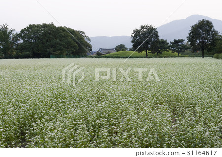 Buckwheat field, Gyeongju Eastern Historic Site (Historic Site No. 161), Gyeongju City, Gyeongju Buckwheat field, Gyeongju Eastern Historic Site (Historic Site No. 161), Gyeongju City, Gyeongju 31164617