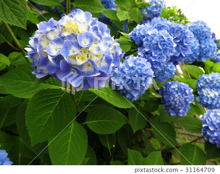 hydrangea hydrangea 31164709
