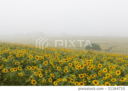 Sunflower, Gakwon Farm, Gochang-gun, Jeonbuk Sunflower, Gakwon Farm, Gochang-gun, Jeonbuk 31164710