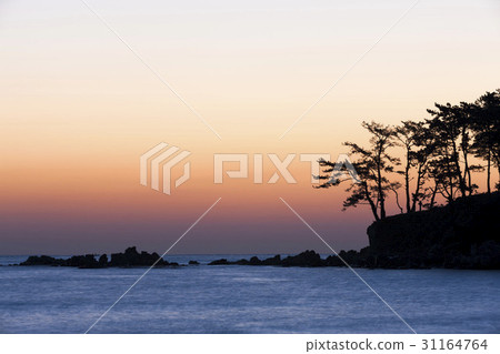 Pine, Myeongseon-do, Ulju-gun, Ulsan 31164764