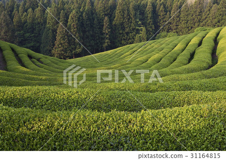 全南市寶城郡大邱綠茶場 31164815