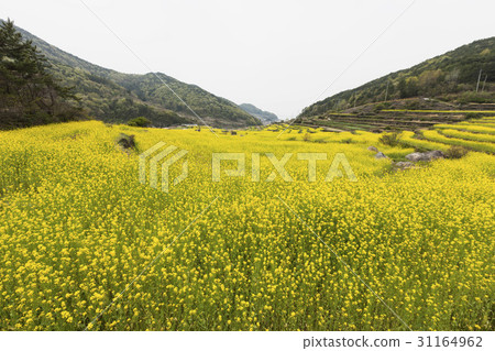Rapeseed field, Doomo village, Namhae county, Gyeongnam Rapeseed field, Doomo village, Namhae county, Gyeongnam 31164962