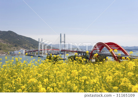 Rapeseed Field, Samchonpo Bridge, Cheon Yang Bridge, Chosang Bypass, Hallyeo Marine National Park, Sacheon City, Gyeongnam 31165109