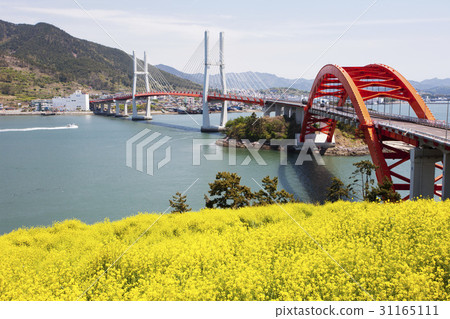 Rapeseed Field, Samchonpo Bridge, Cheon Yang Bridge, Chosang Bypass, Hallyeo Marine National Park, Sacheon City, Gyeongnam 31165111