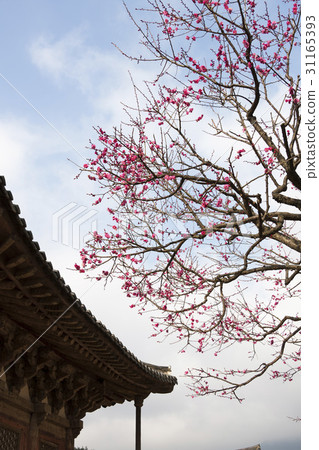Hongmyeonghwa,Tongdosa,Youngsan,Yangsan,Gyeongnam Hongmyeonghwa,Tongdosa,Youngsan,Yangsan,Gyeongnam 31165393